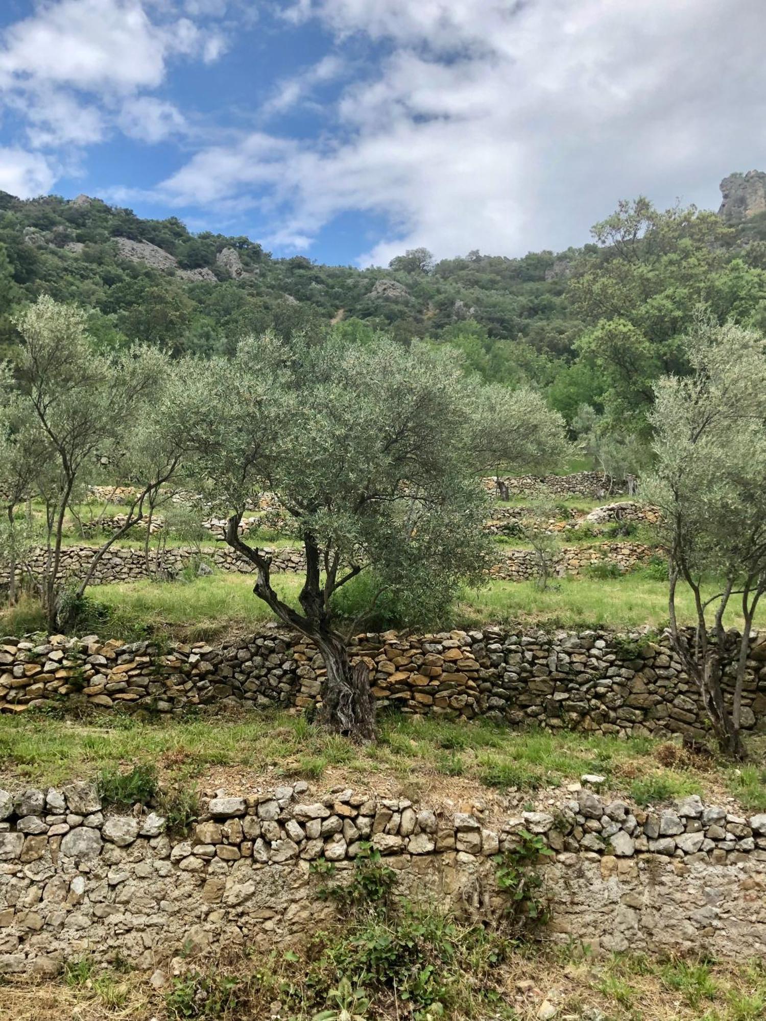 Charmante Maison A Saint Guilhem Le Desert Zewnętrze zdjęcie